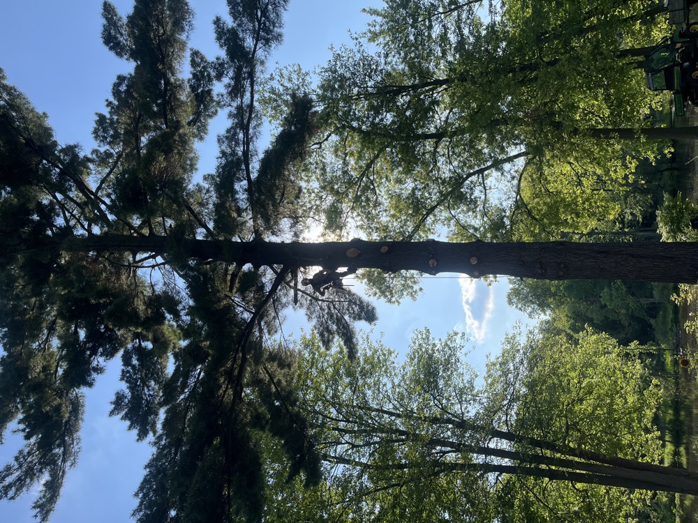 A tree professional working high in a mature pine tree