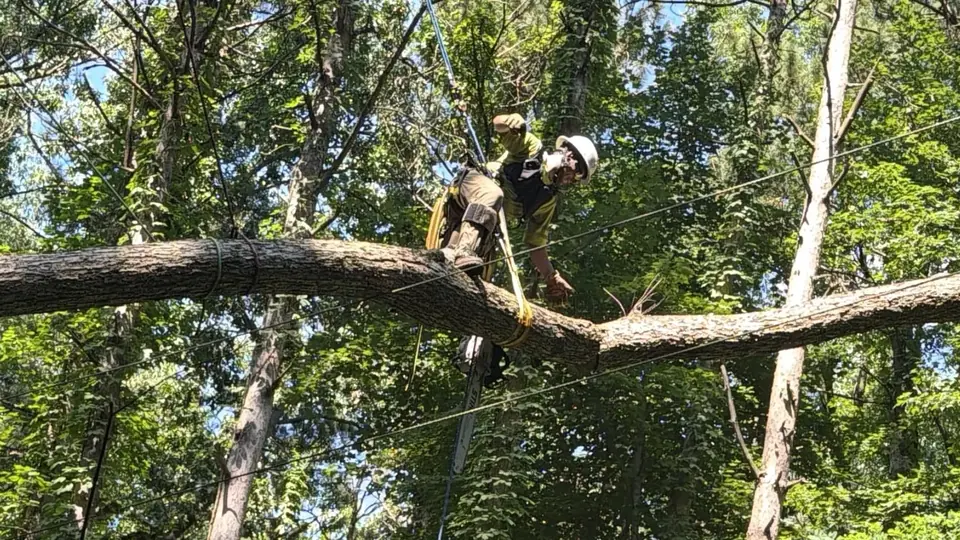 A climber positioned in a mature canopy during controlled tree work
