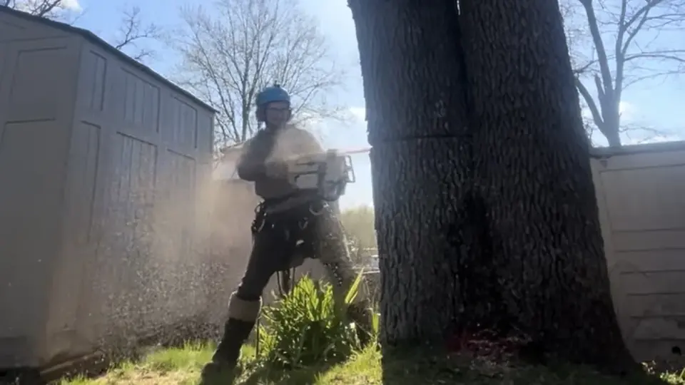 Ground-level tree cutting beside a mature trunk in a residential work area